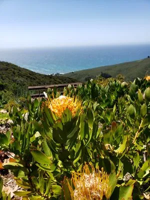 GreenScapes Landscape Maintenance Logo