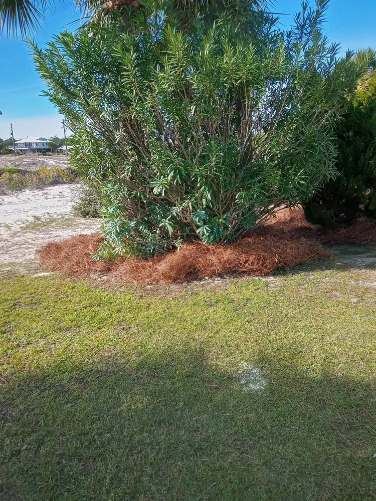 Professional lawn care service experts serving Eastpoint, FL - Greenscapes Landscape Management