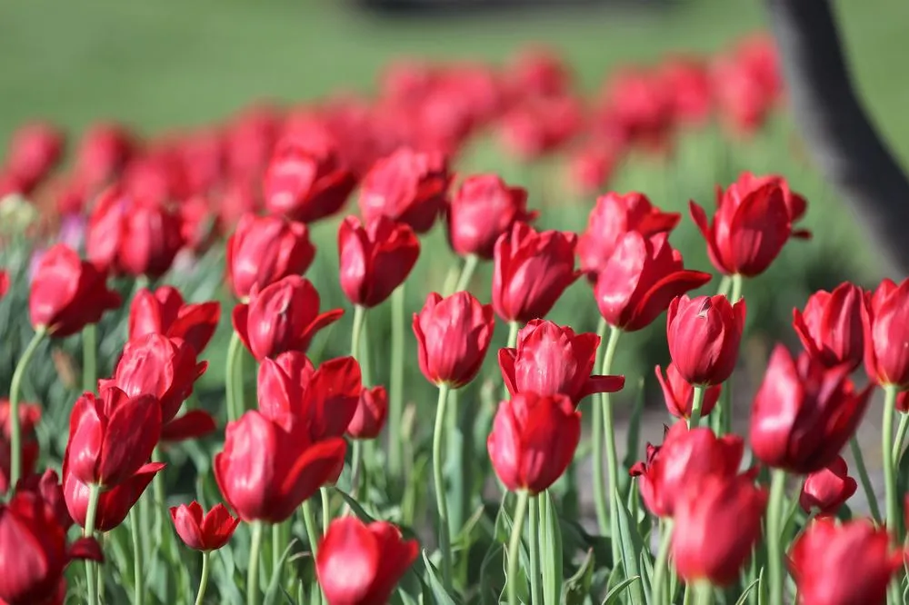 Reliable lawn care service experts serving Louisville, KY - Greenscapes Lawn and Landscaping