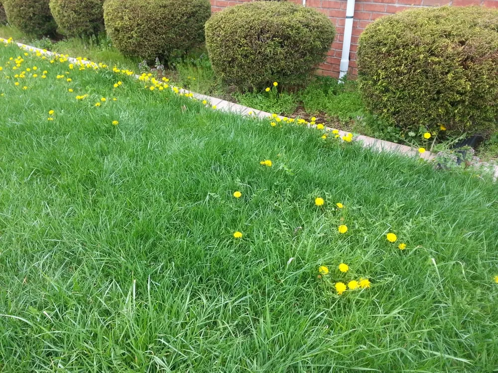 Local lawn care service for outdoor upgrades across Louisville, KY - Greenscapes Lawn and Landscaping