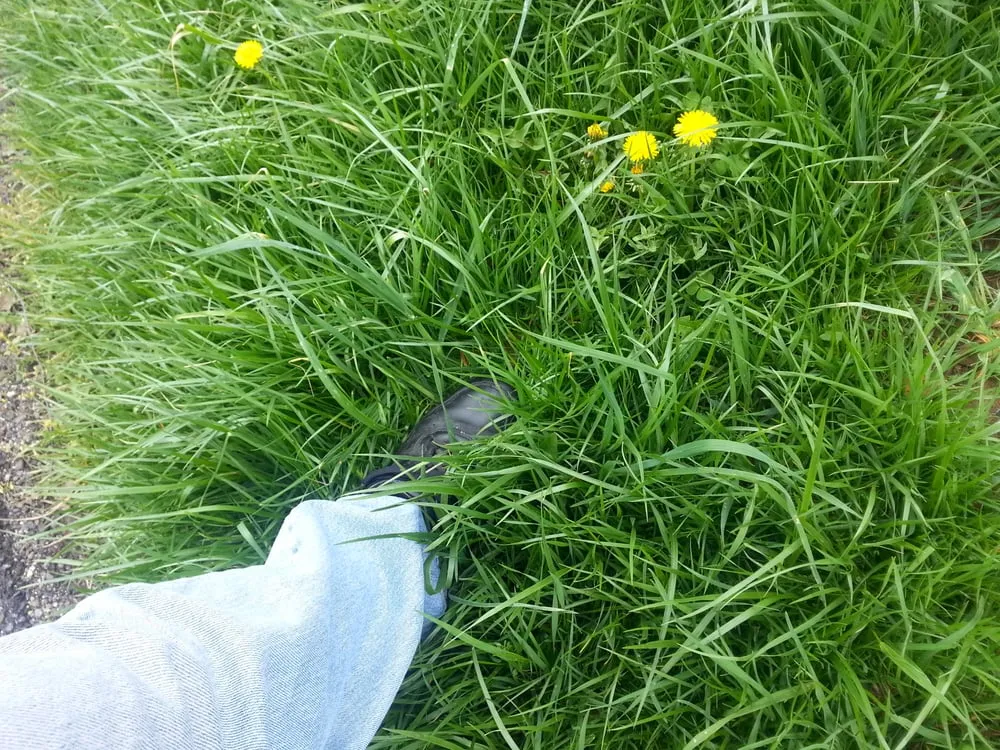 Top-rated residential landscaping for beautiful yards across Louisville, KY - Greenscapes Lawn and Landscaping