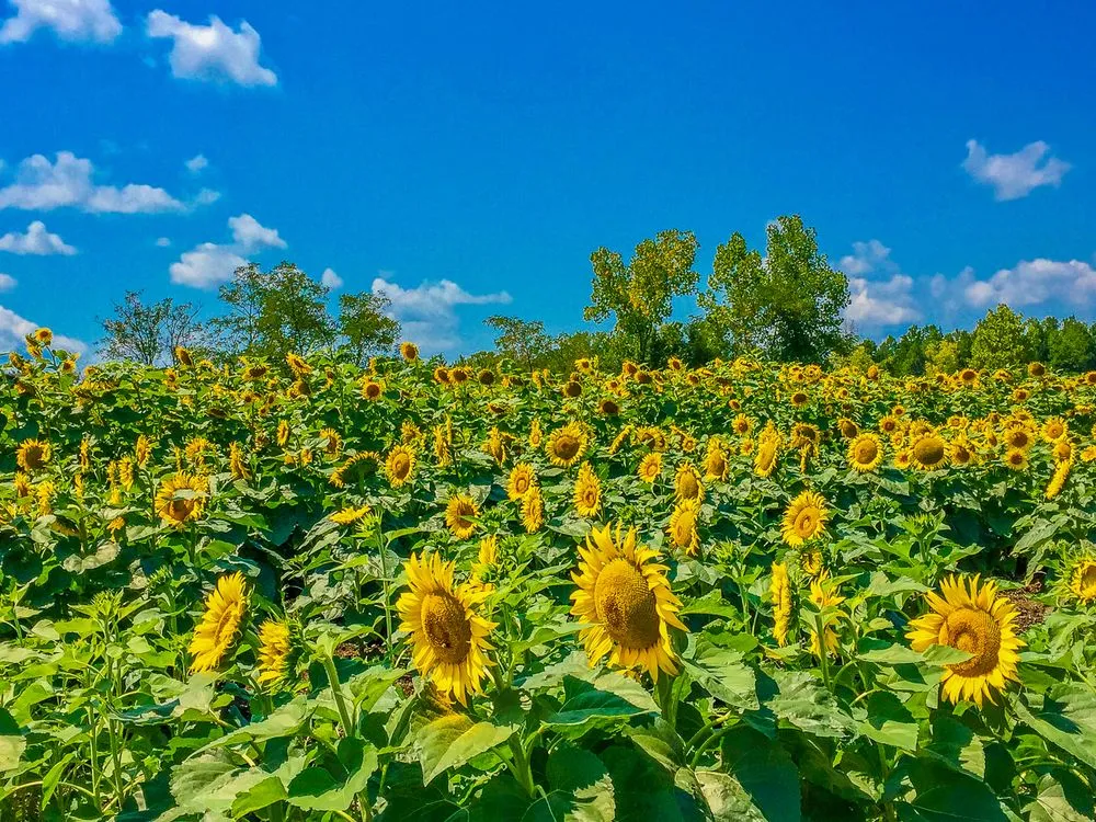 Custom garden landscaping experts serving Louisville, KY - Greenscapes Lawn and Landscaping