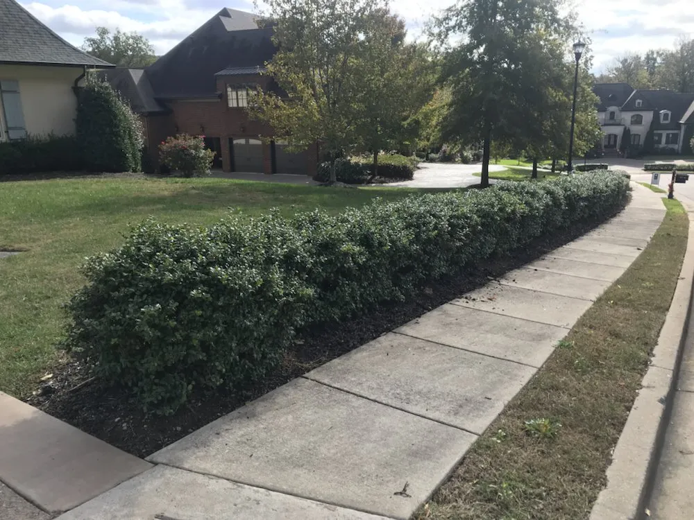 Trusted yard maintenance in Nashville, TN by Greenscapes Lawn Maintenance