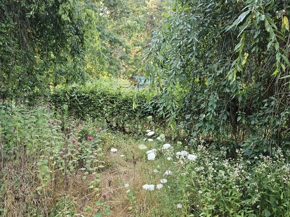 Trusted yard cleanup service in Chesterfield, VA - Greenscapes Lawncare