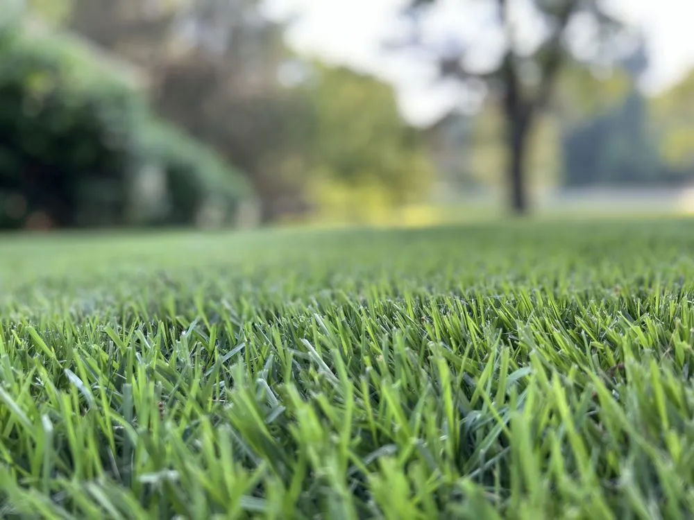 Custom yard cleanup service for beautiful yards across Danielsville, GA - Greenscenez Landscape Management