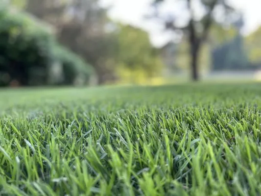 Greenscenez Landscape Management Logo