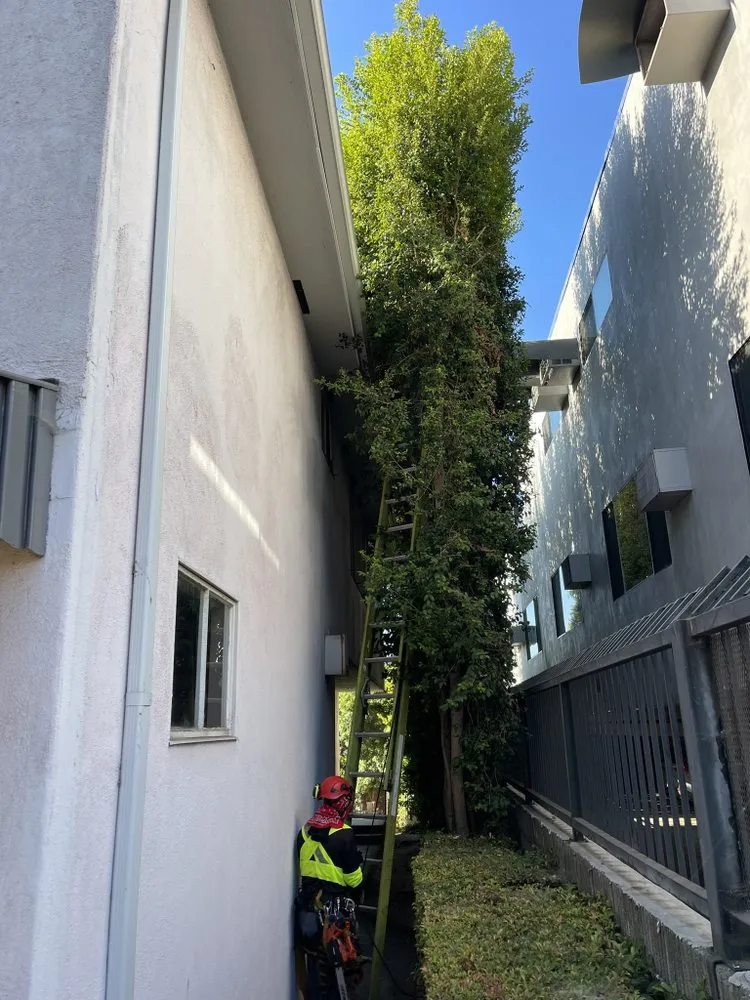 Custom landscape design in Hacienda Heights, CA - GreenShade