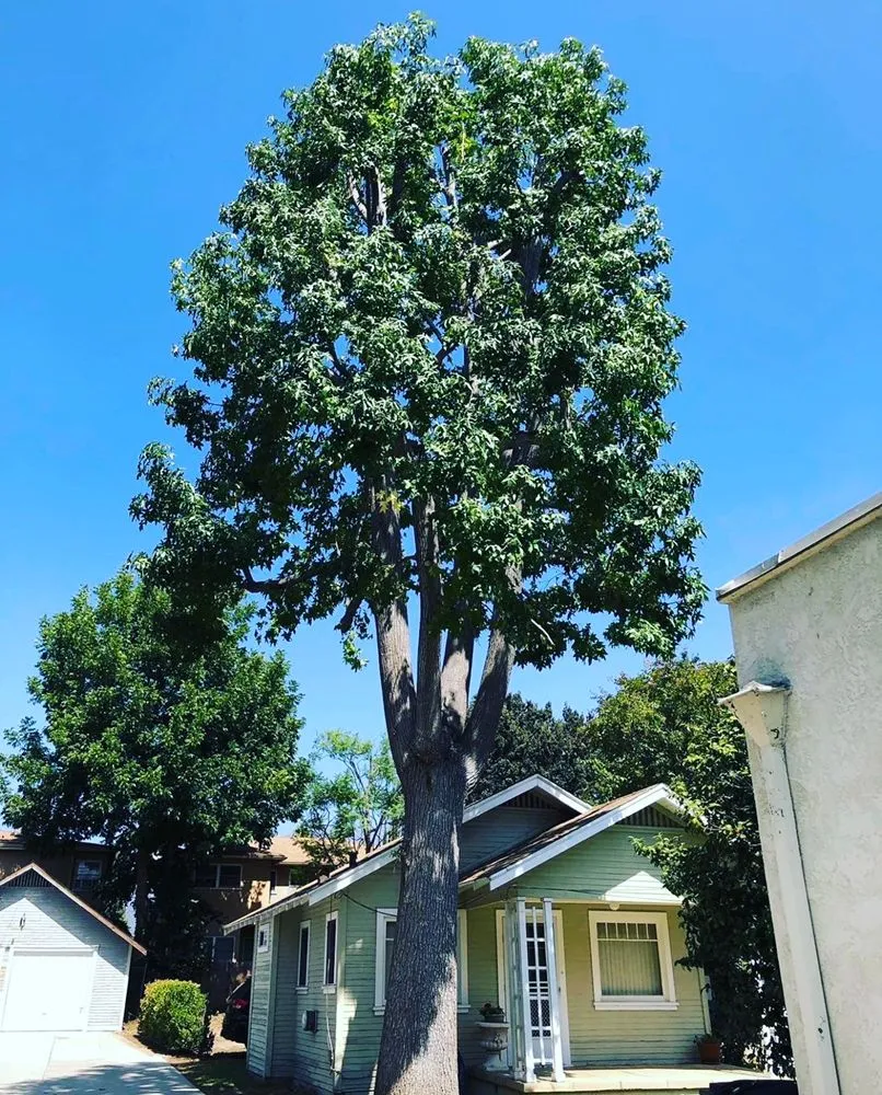 Affordable landscape installation with custom design across Hacienda Heights, CA - GreenShade