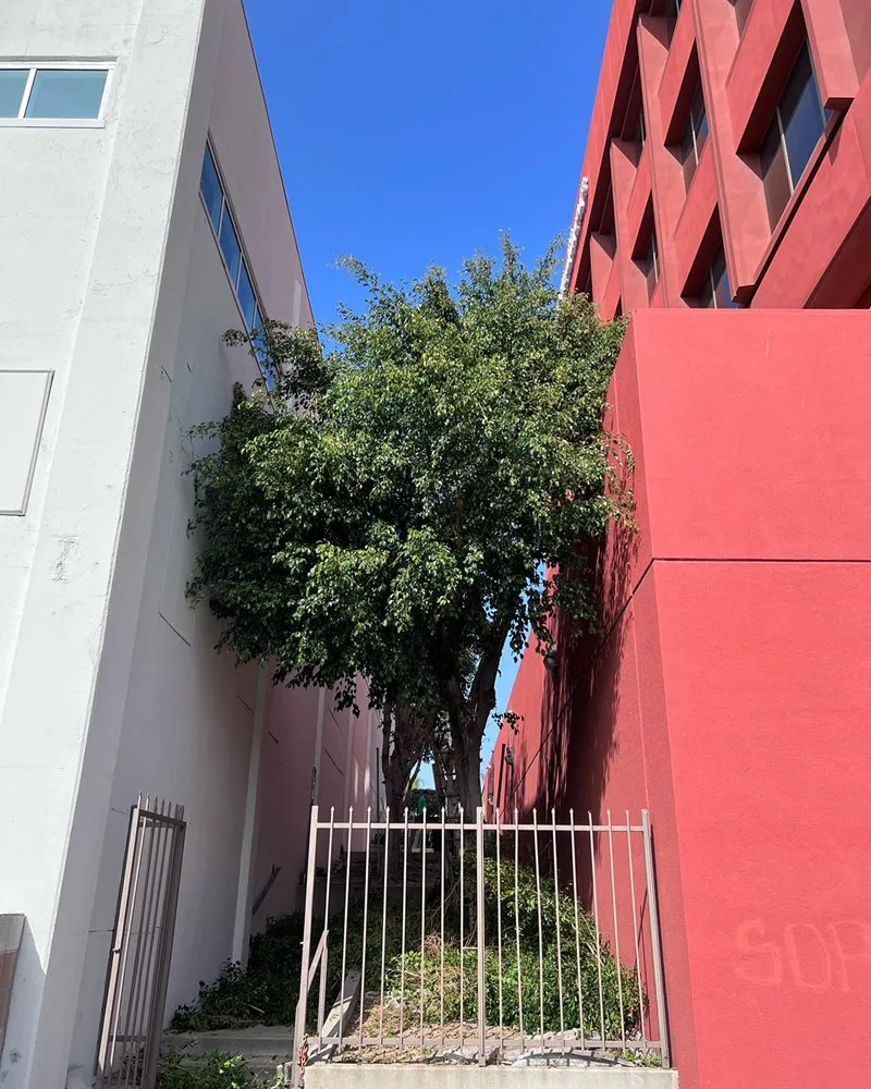 Local landscape design in Hacienda Heights, CA - GreenShade