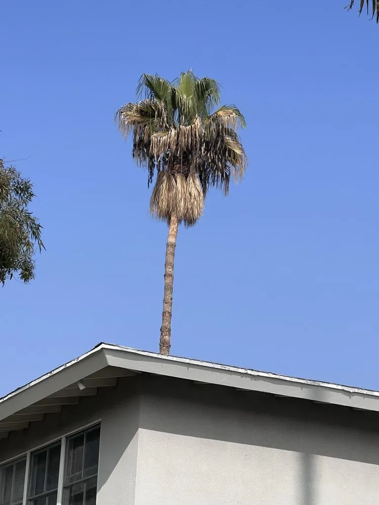 Custom lawn care service in Hacienda Heights, CA - GreenShade