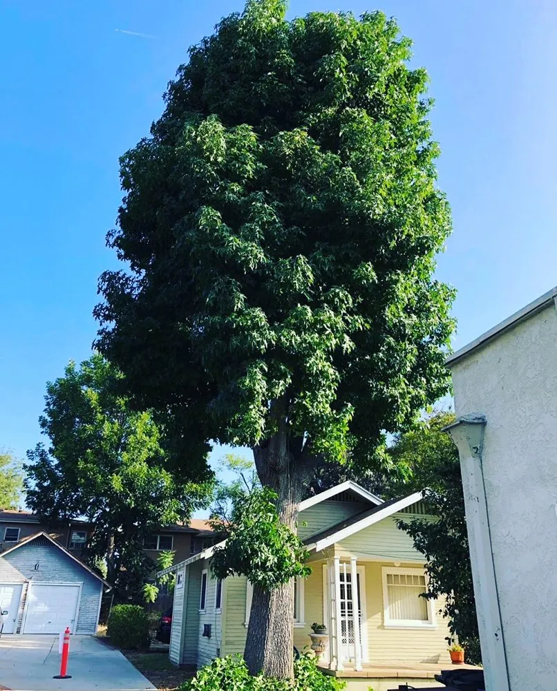 Reliable lawn care service for residential properties across Hacienda Heights, CA - GreenShade