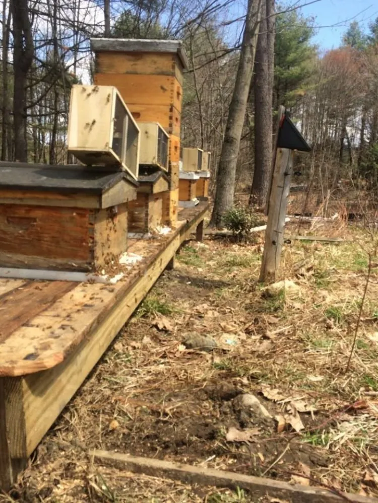Local landscape design experts serving Thetford Center, VT - Greenshield Arboriculture