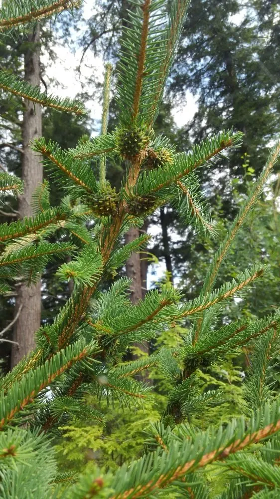 Local garden landscaping for residential properties in Thetford Center, VT by Greenshield Arboriculture