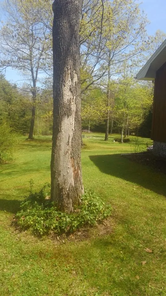 Reliable lawn mowing service for residential properties in Thetford Center, VT by Greenshield Arboriculture