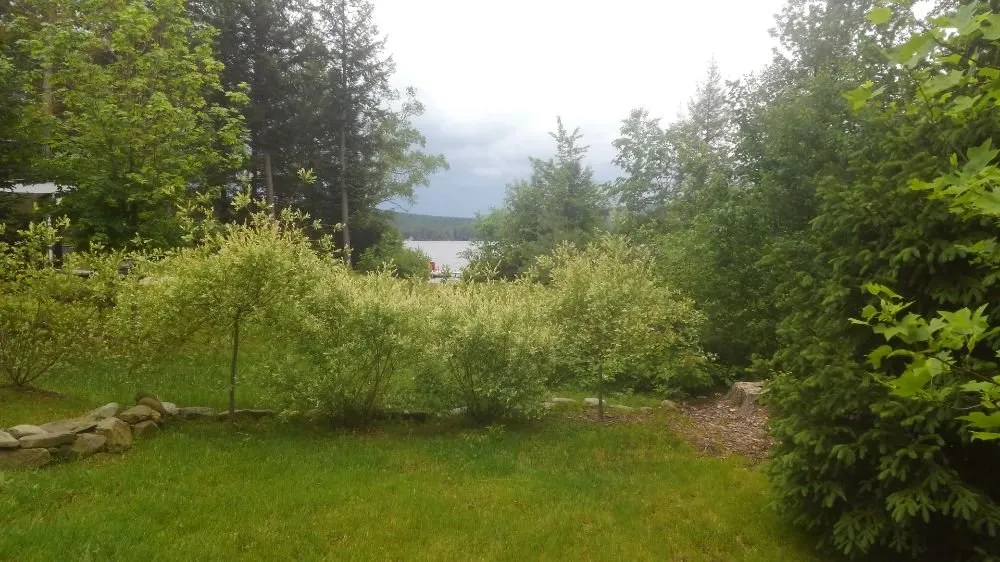 Trusted landscaping services in Thetford Center, VT - Greenshield Arboriculture