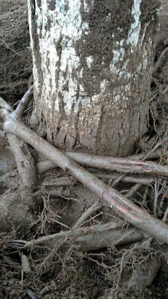 Professional landscaping services in Thetford Center, VT - Greenshield Arboriculture