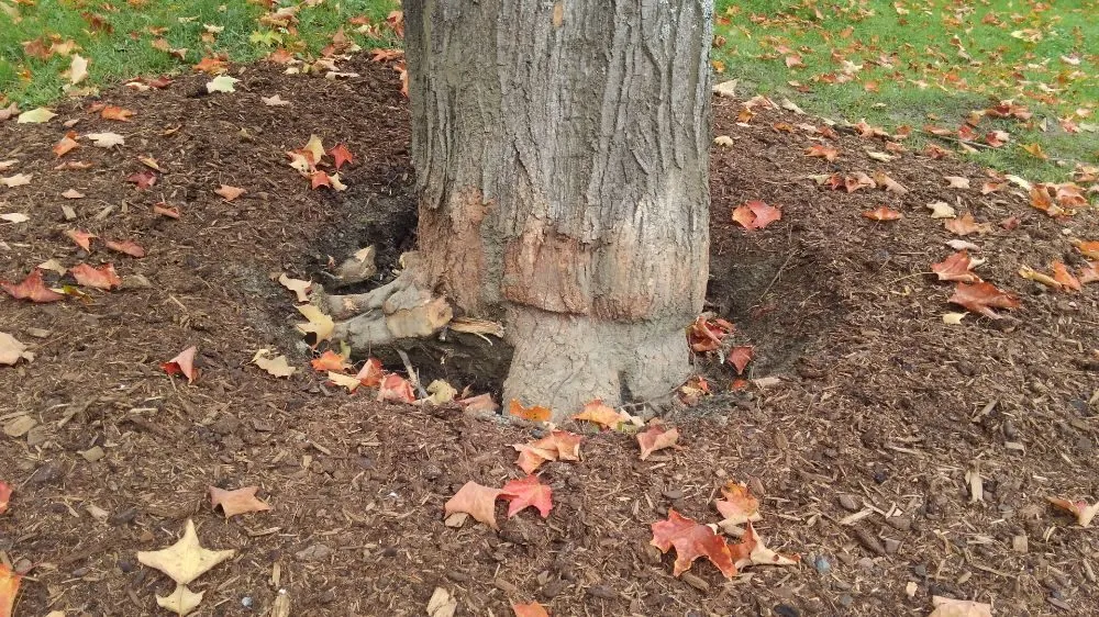 Custom outdoor landscaping experts serving Thetford Center, VT - Greenshield Arboriculture