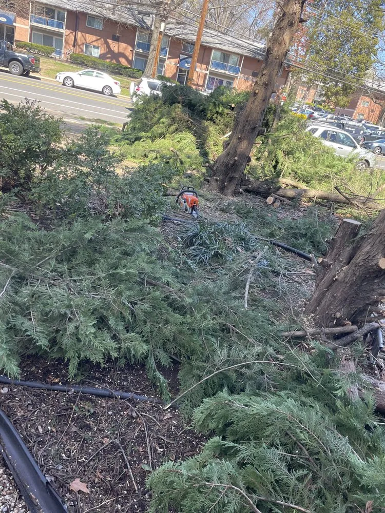 Reliable yard maintenance in Alexandria, VA - GreenShine Landscaping