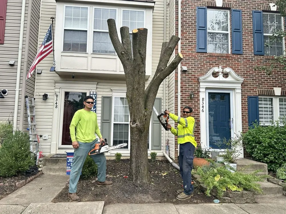 Affordable yard cleanup service for outdoor upgrades in Alexandria, VA by GreenShine Landscaping