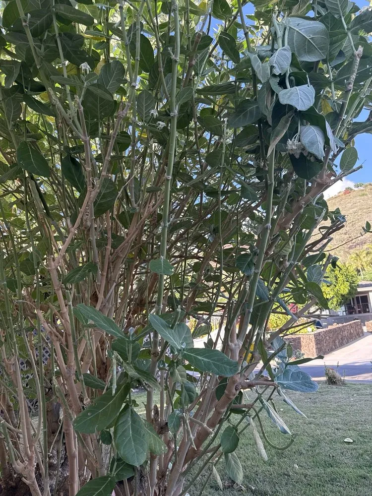 Professional garden landscaping experts serving Urban Honolulu, HI - Greenside Landscaping