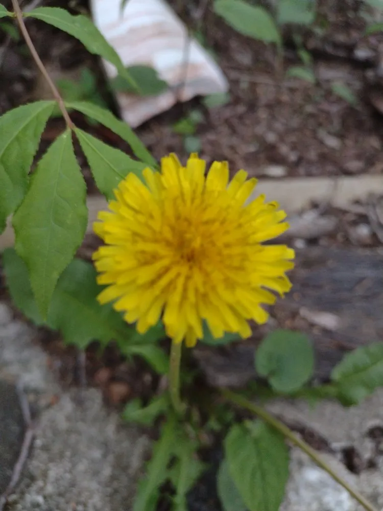 Professional landscape design for residential properties in Bridgeport, CT by Greenskeeper Lawn Care