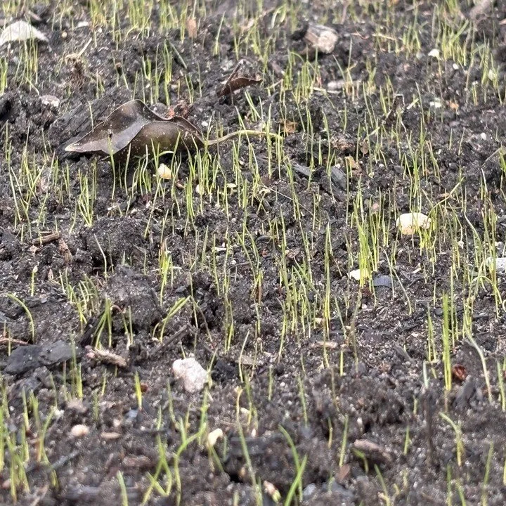 Trusted landscape installation in Red Bank, NJ - Greenskeepers Lawn Care