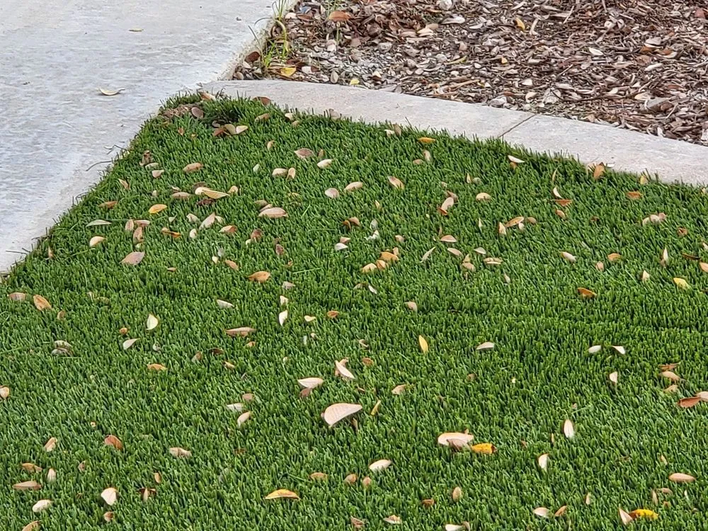 Trusted yard cleanup service experts serving Winchester, CA - GreenSky Construction