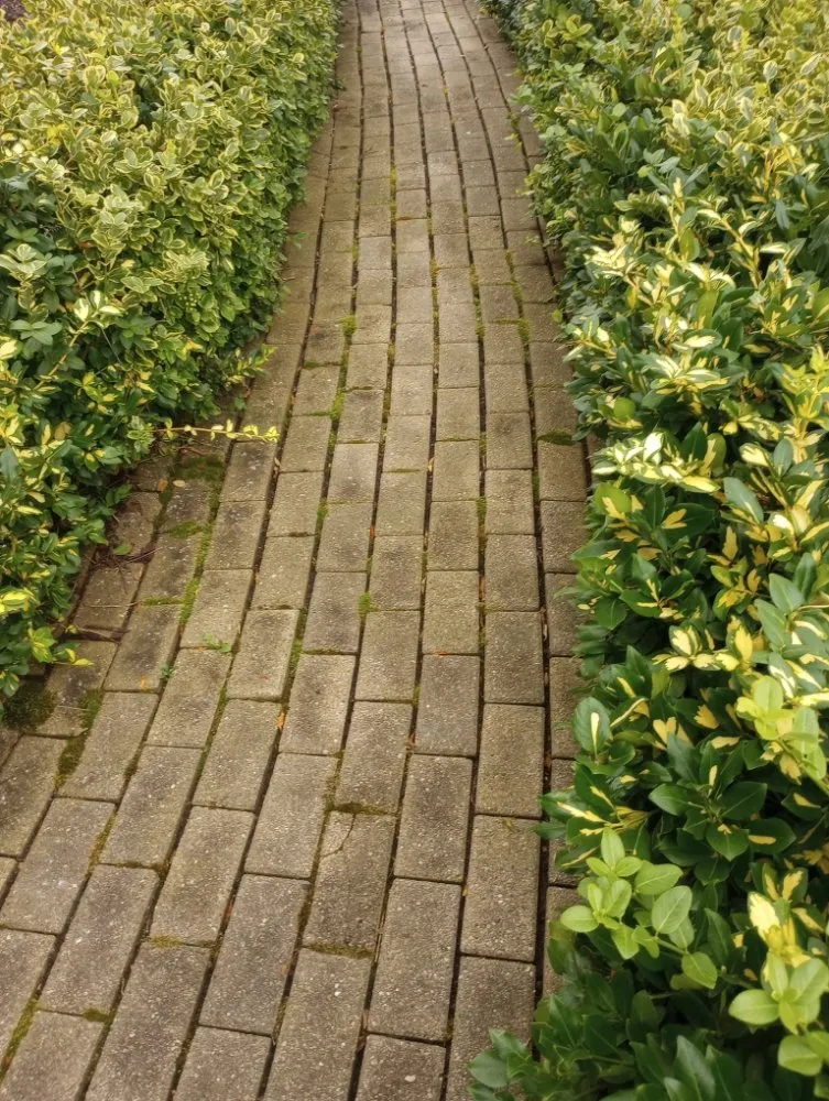 Custom yard cleanup service in Waukesha, WI by Greenspace landscaping