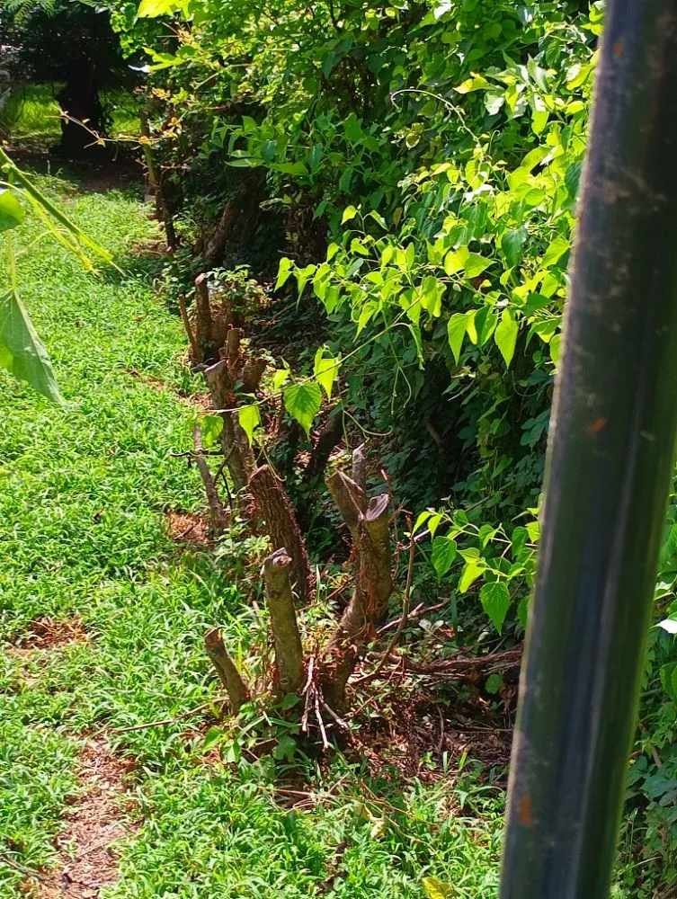 Affordable residential landscaping experts serving Ball, LA - Greenspace Lawn Care and Home Maintenance