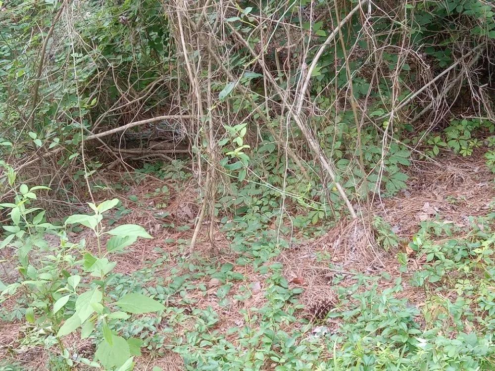 Top-rated lawn care service for residential properties across Ball, LA - Greenspace Lawn Care and Home Maintenance