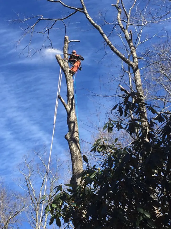 Local landscaping services for year-round maintenance in Black Mountain, NC by Greenspan Landscaping