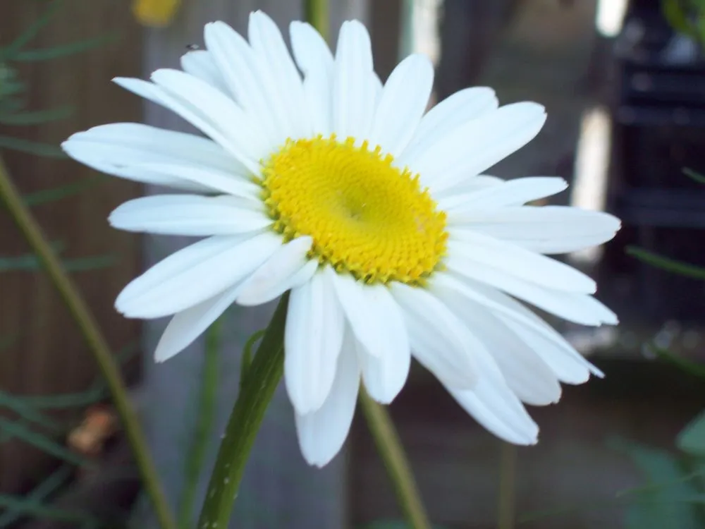 Top-rated garden landscaping in Jarrettsville, MD - Greenspring Nursery and Stone