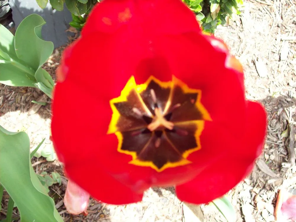 Professional landscaping services in Jarrettsville, MD - Greenspring Nursery and Stone