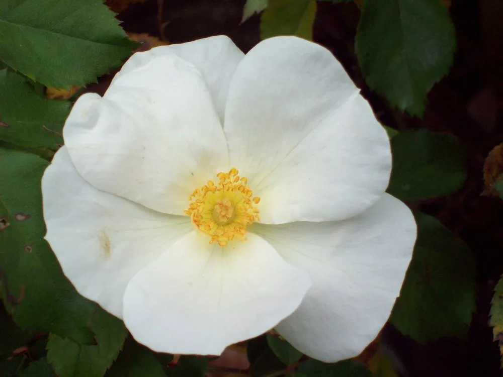 Custom landscape design near you in Jarrettsville, MD by Greenspring Nursery and Stone