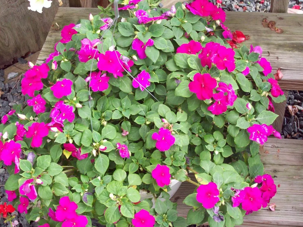 Local yard cleanup service near you in Jarrettsville, MD by Greenspring Nursery and Stone