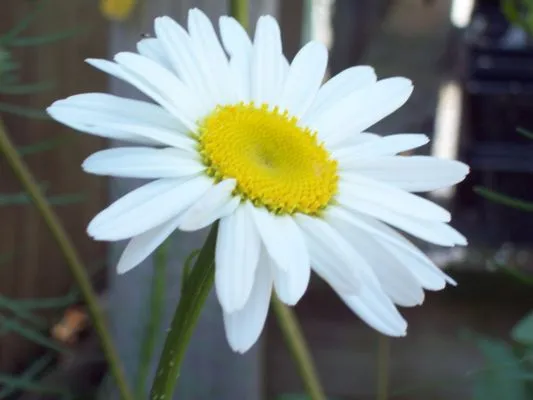 Greenspring Nursery and Stone