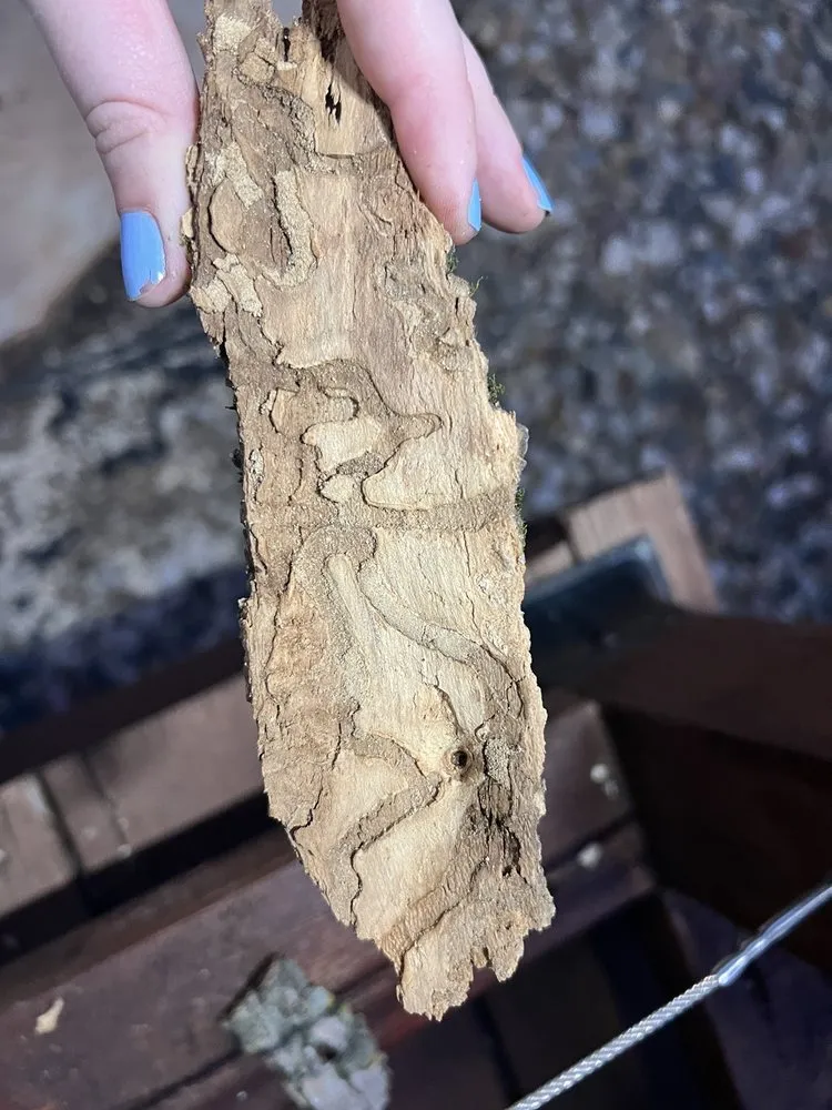 Top-rated landscaping services in Des Moines, IA by Greenspruce Maintenance