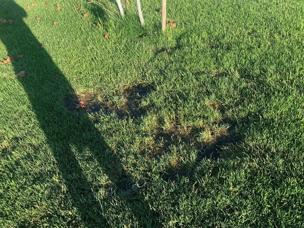 Professional yard cleanup service for year-round maintenance across Carmichael, CA - Greenstar Landscape Management