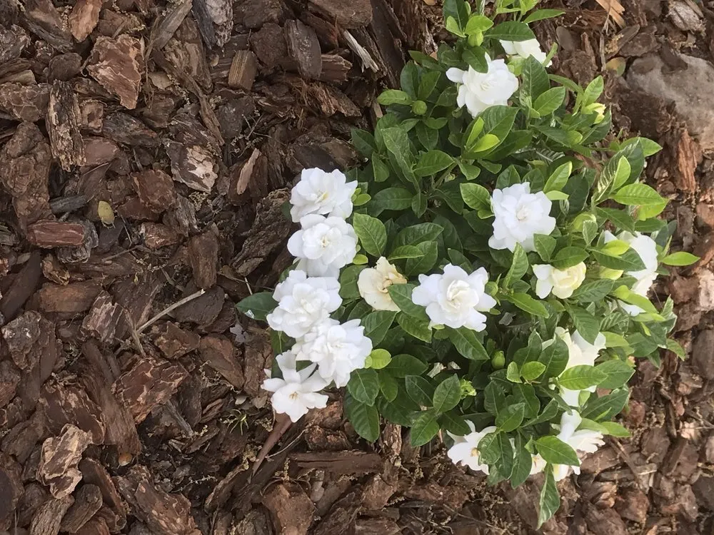 Reliable yard maintenance near you in Carmichael, CA by Greenstar Landscape Management