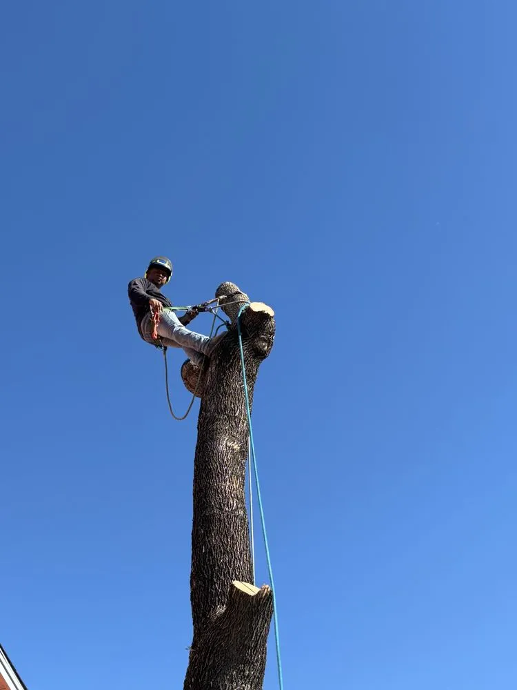 Professional landscape installation for outdoor upgrades in Austin, TX by Greenstar Tree and Land Services