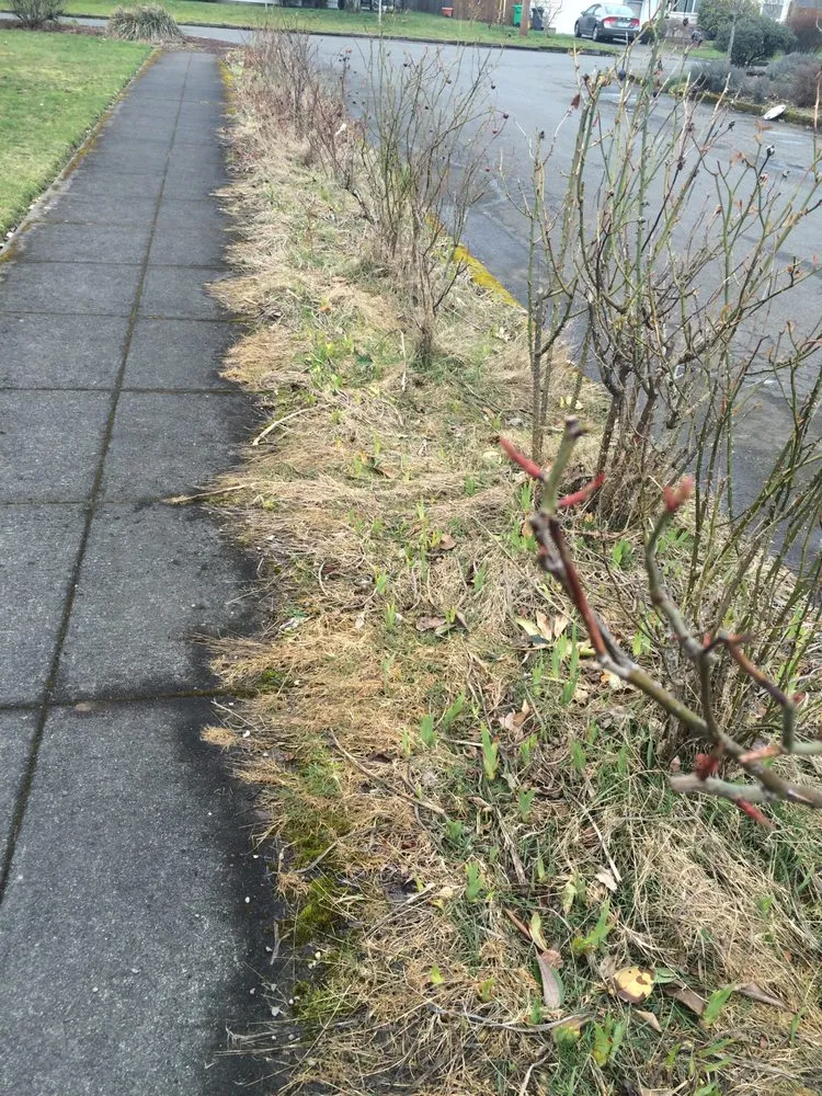 Trusted yard maintenance in Beaverton, OR - Greenstars Lawn Care