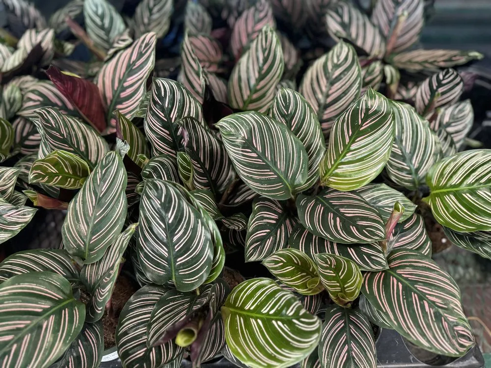 Trusted landscape installation in Alexandria, VA - Greenstreet Gardens