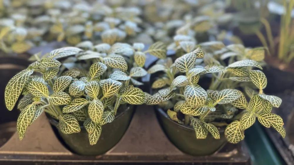 Local yard maintenance for residential properties across Alexandria, VA - Greenstreet Gardens