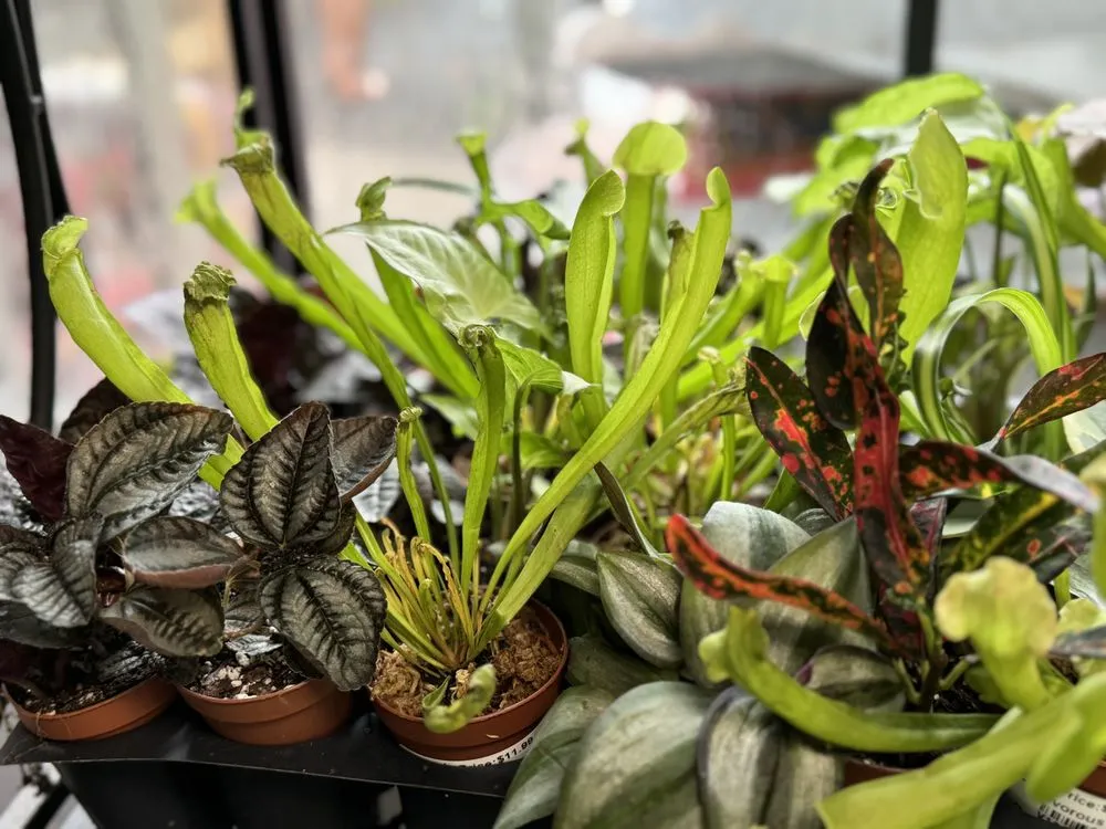 Expert landscaping services in Alexandria, VA - Greenstreet Gardens