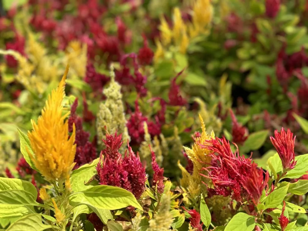 Expert lawn care service near you in Alexandria, VA by Greenstreet Gardens