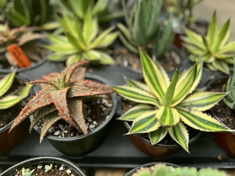 Custom lawn care service with custom design in Alexandria, VA by Greenstreet Gardens