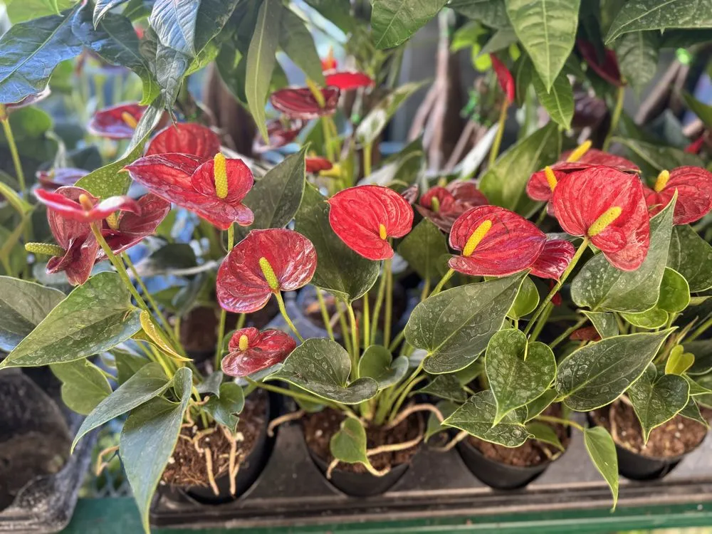 Trusted outdoor landscaping for residential properties across Alexandria, VA - Greenstreet Gardens