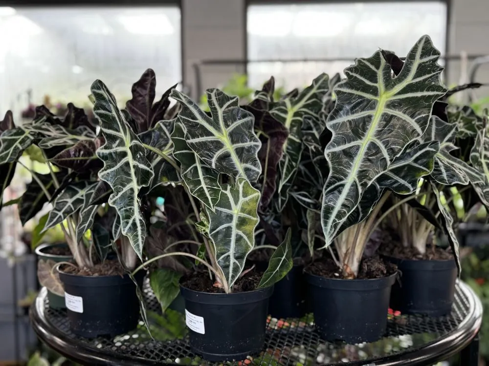 Local residential landscaping experts serving Alexandria, VA - Greenstreet Gardens