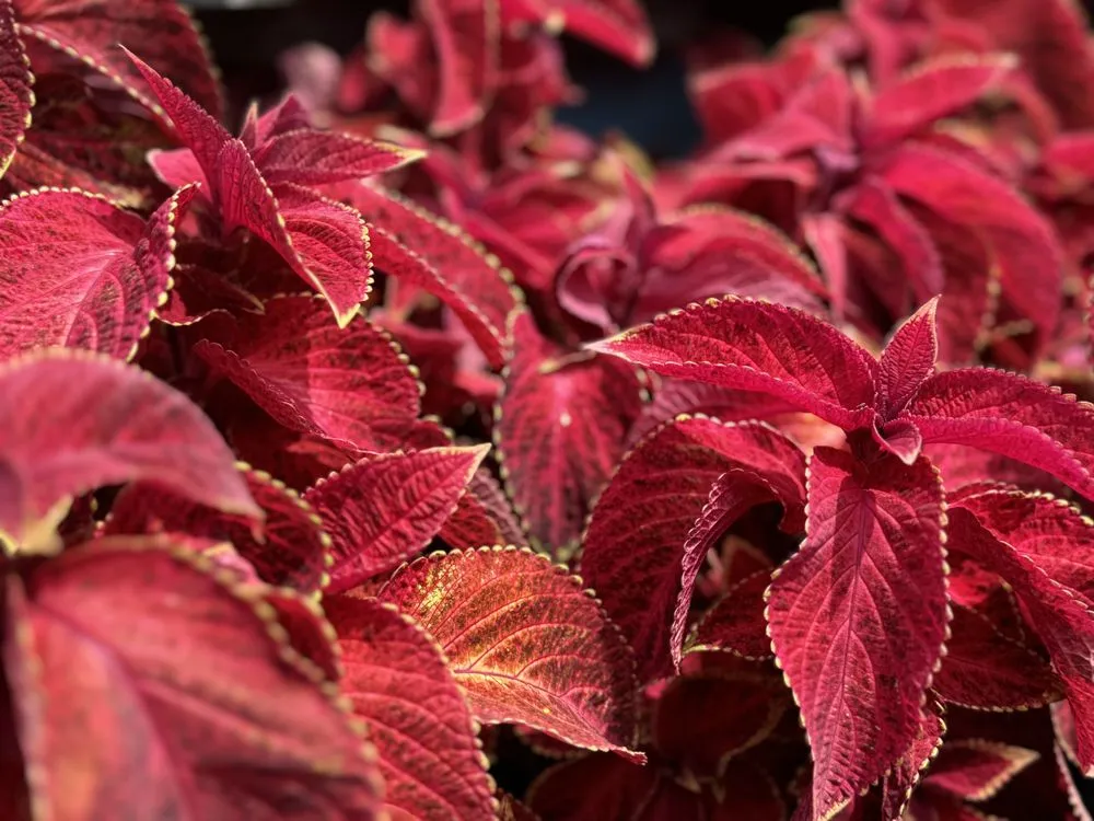 Expert landscaping services for outdoor upgrades across Alexandria, VA - Greenstreet Gardens