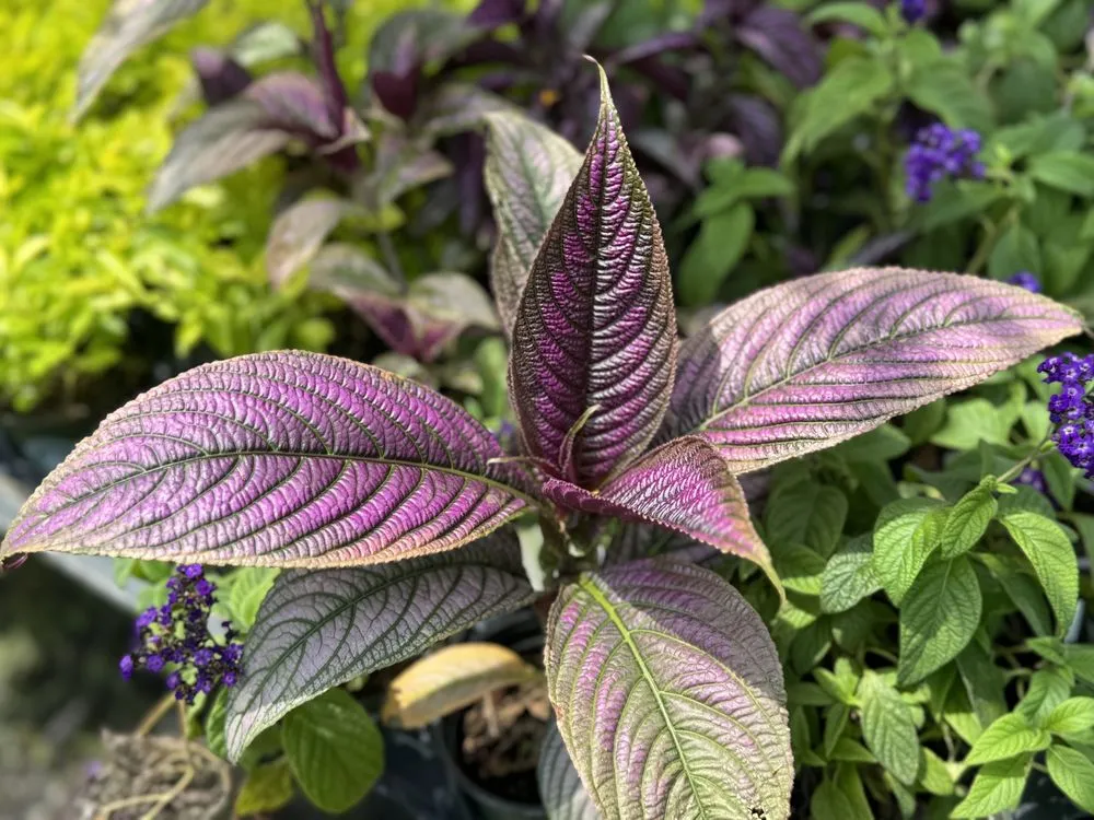 Local yard maintenance experts serving Alexandria, VA - Greenstreet Gardens